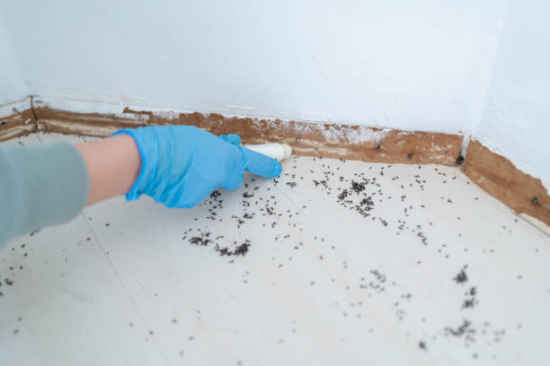 Best Affordable Pest Control Services  in Hartselle, AL